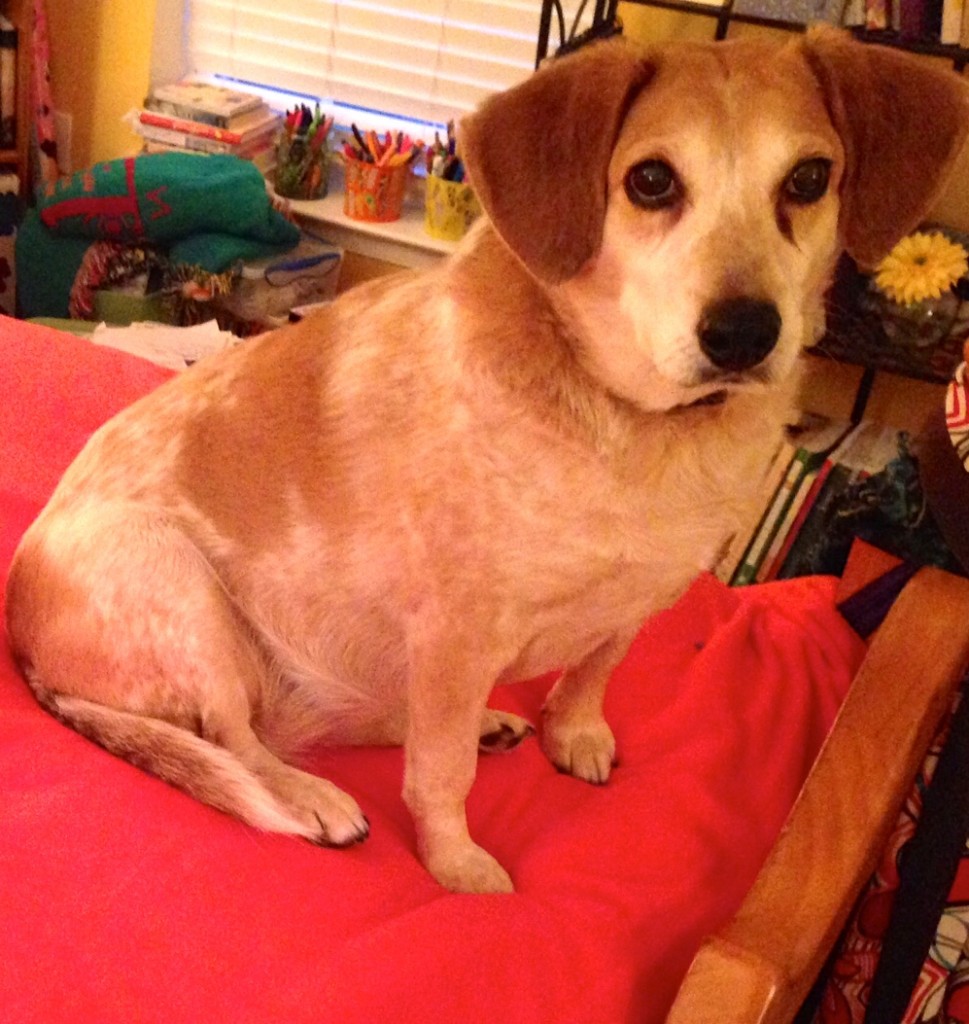 Bella sitting on the bed with my new orange blanket. (Mess behind her is now gone.)